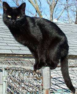 Black cat Lilith on a fence