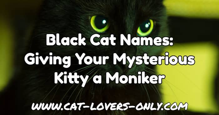 Black cat with text caption - black cat names - giving your mysterious kitty a moniker