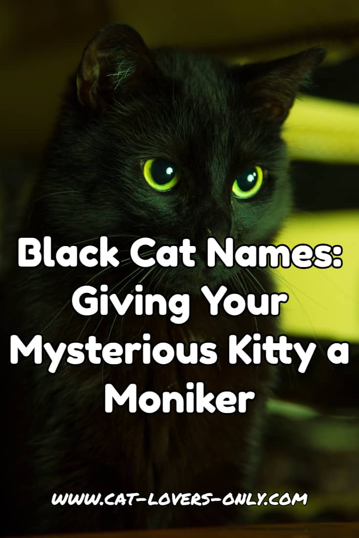 Black cat with text caption - Black Cat Names - Giving Your Mysterious Kitty a Moniker