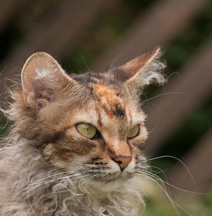 Torbie LaPerm cat