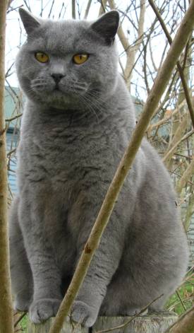 Blue British Shorthair