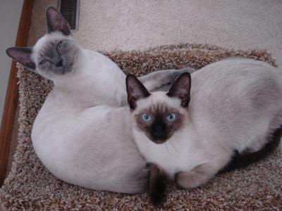 Blue point and seal point Applehead Siamese from Katz Meow Cattery