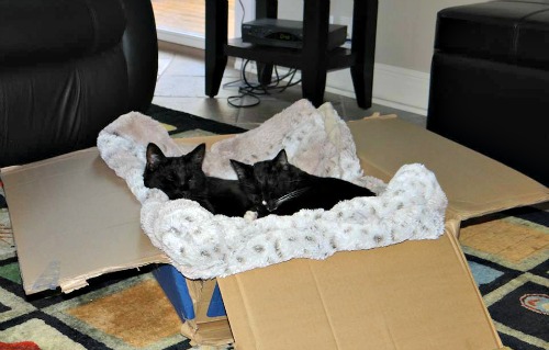 Bo and Indi in the comfy box