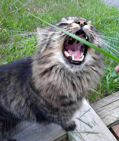 Boston the Norwegian Forest Cat