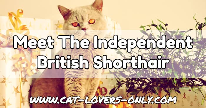 British Shorthair cat with text overlay Meet the Independent British Shorthair