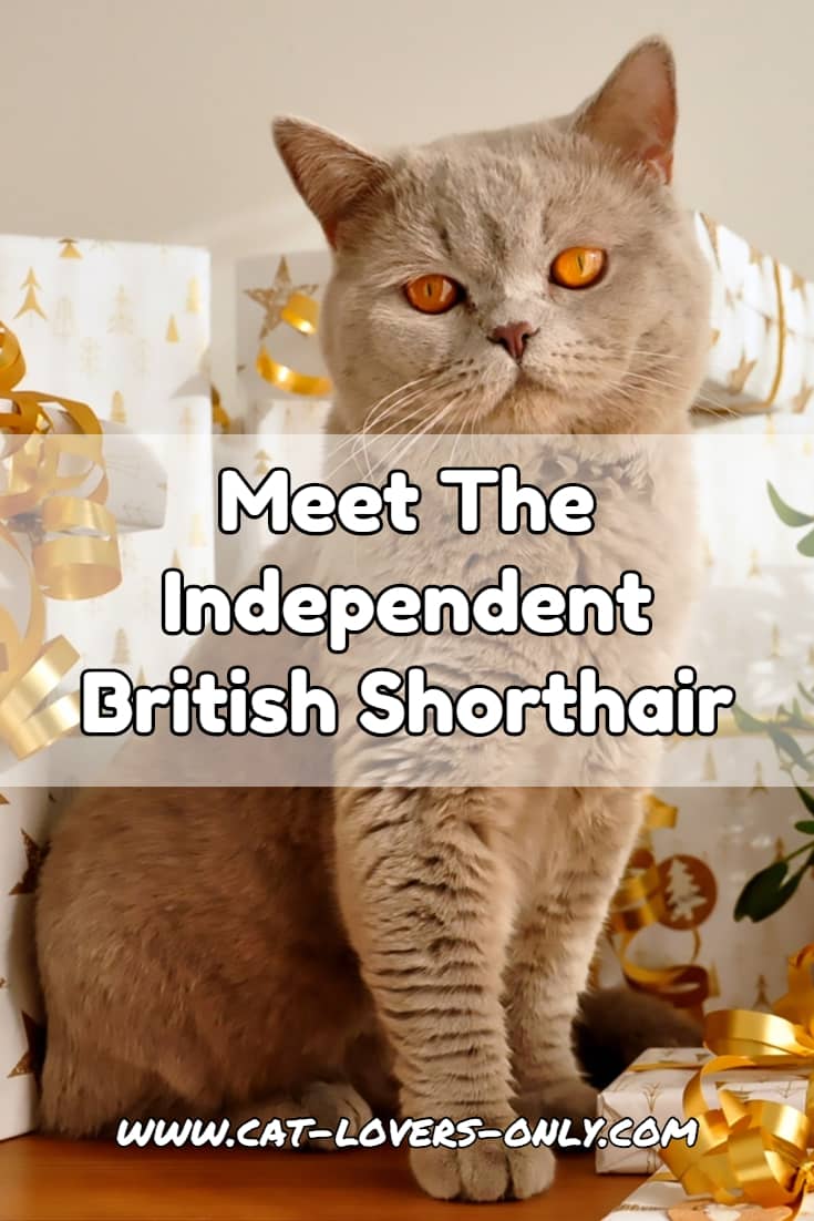 Meet the Independent British Shorthair