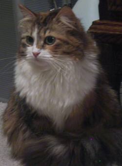 Brown patched tabby and white Siberian cat