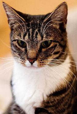 Brown tabby and white American Shorthair