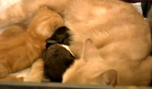 Bubbles the baby bunny having some cat milk