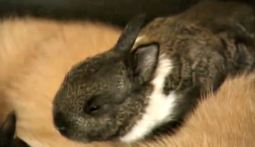 Bubbles the baby bunny with Snaggle Puss the cat