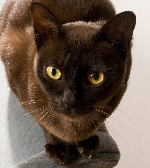 Burmese cat up close