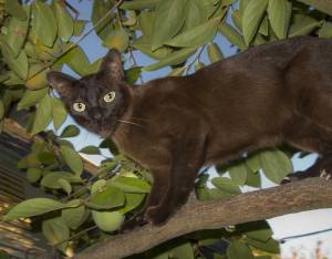 Burmese cat in a tree