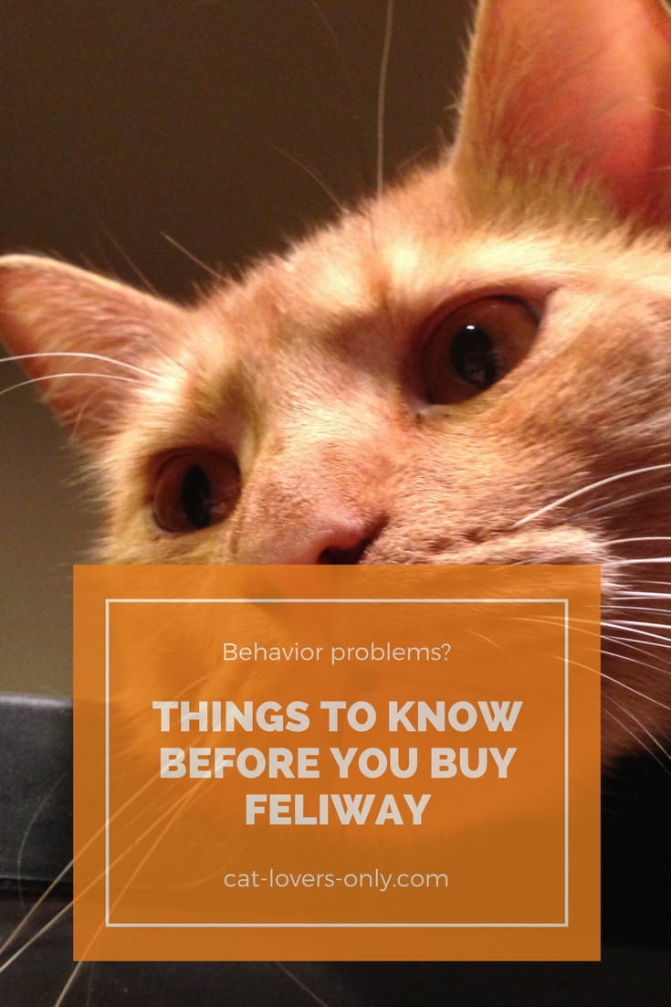 Jazzy the orange tabby with caption Before You Buy Feliway