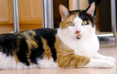 Calico cat