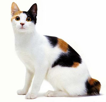 Calico Japanese Bobtail Cat (Mi-ke)