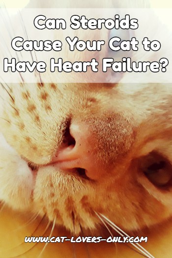Can a steroid injection cause heart failure in cats