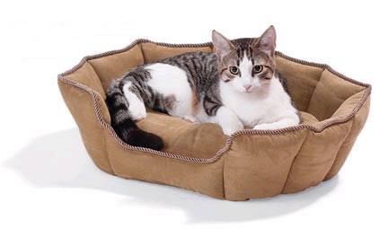 Caramel cat bed