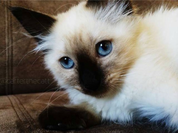 Carter the Siamese kitten