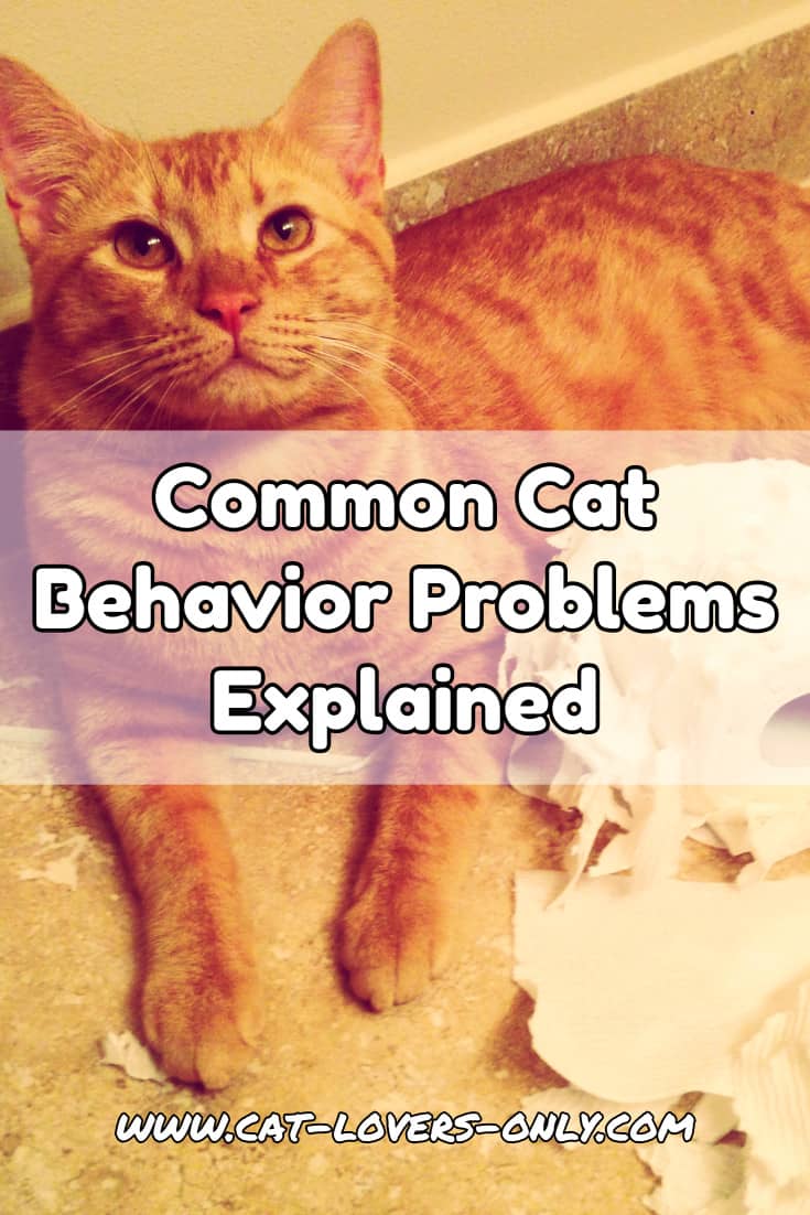 Jazzy the cat tears up the toilet paper with text overlay Common Cat Behavior Problems Explained