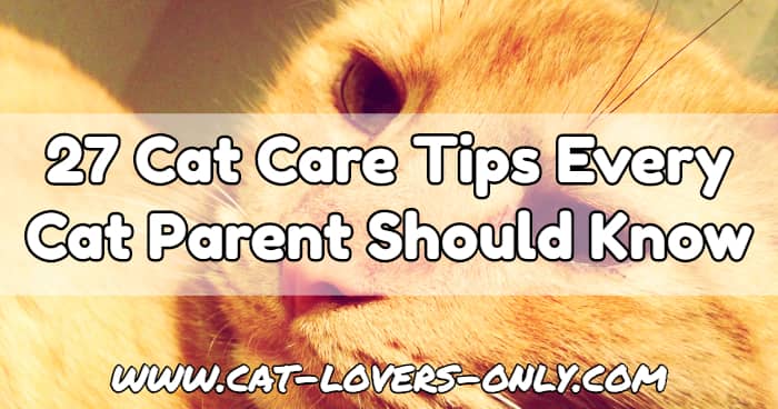 Jazzy the cat's face with text overlay 27 Cat Care Tips Every Cat Parent Should Know