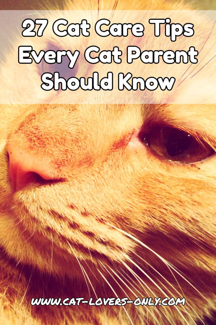 Jazzy the cat's face with text overlay 27 Cat Care Tips Every Cat Parent Should Know