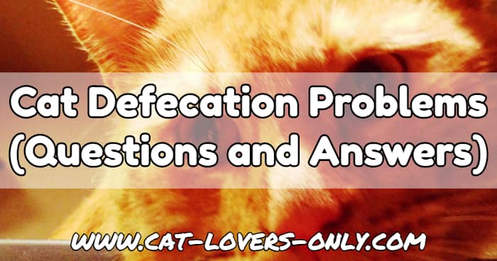 Jazzy cat's face with text overlay Cat Defecation Problems Questions and Answers