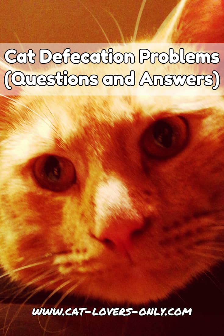 Jazzy cat's face with text overlay Cat Defecation Problems Questions and Answers
