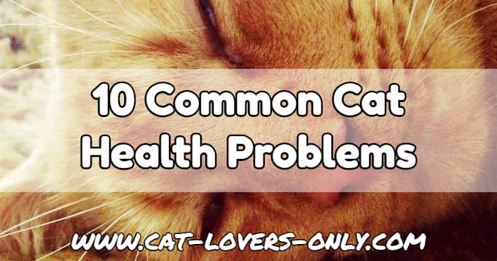 Jazzy the cat's face with text overlay 10 Common Cat Health Problems