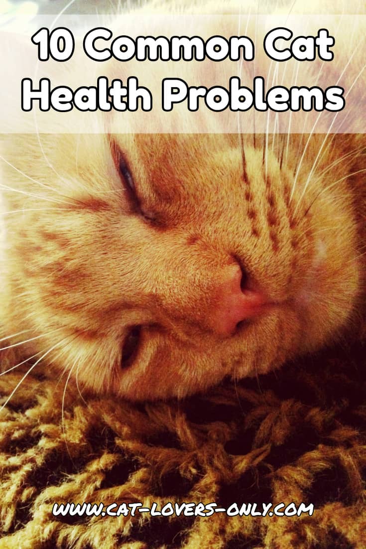 Jazzy the cat's face with text overlay 10 Common Cat Health Problems