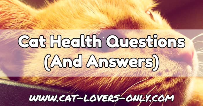 Jazzy the cat's face with text overlay Cat Health Questions and Answers