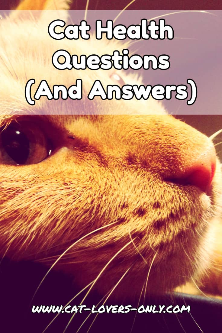 Jazzy the cat's face with text overlay Cat Health Questions and Answers