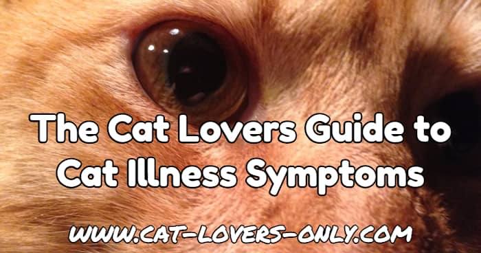 Jazzy the cat's face with text overlay The Cat Lovers Guide to Cat Illness Symptoms