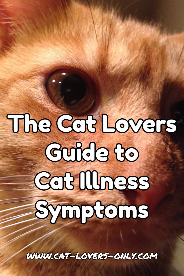 Jazzy the cat's face with text overlay The Cat Lovers Guide to Cat Illness Symptoms