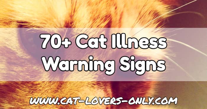 Jazzy the cat's face with text overlay 70+ Cat Illness Warning Signs