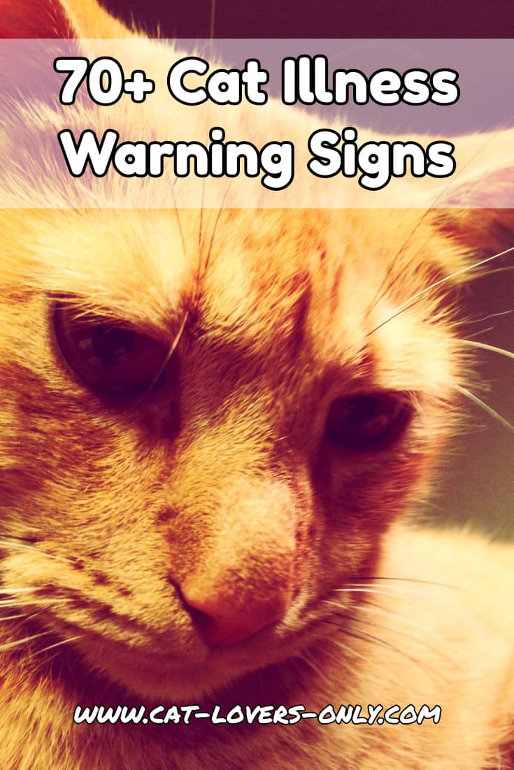 Jazzy the cat's face with text overlay 70+ Cat Illness Warning Signs