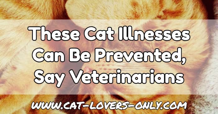 Jazzy the cat with text overlay These Cat Illnesses Can Be Prevented, Say Veterinarians