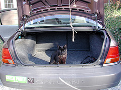 Cat in open trunk of car