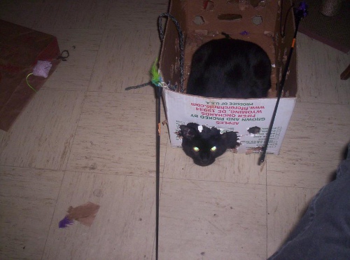 Cat in the box