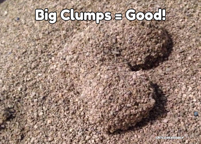 Cat litter that clumps urine outlet