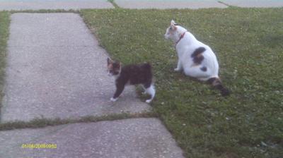 Teaching the young one we adopted to stay in the yard