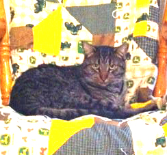 Chalmer lying on our John Deere Quilt :)