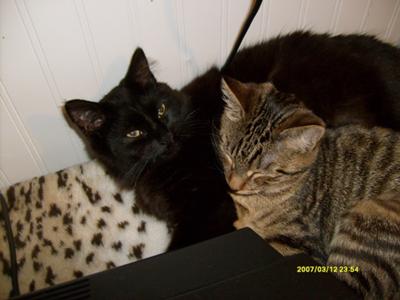 Skooma (black) and Moon Sugar (tabby)