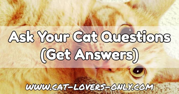 Jazzy the cat with text overlay Ask Your Cat Questions (Get Answers)