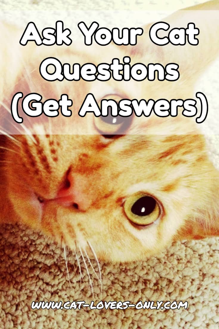 Ask Your Cat Questions (Get Answers)