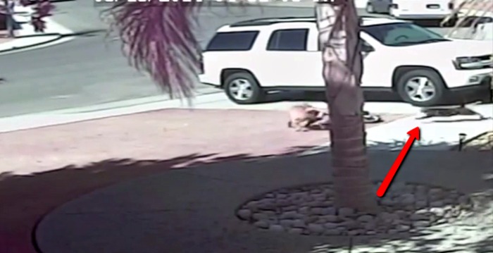 Cat saves boy from vicious dog attack
