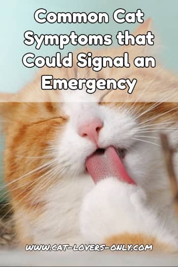 Common Cat Symptoms that Could Signal an Emergency