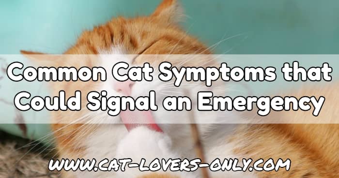 Orange and white cat with tongue out with text Common Cat Symptoms that Could Signal an Emergency