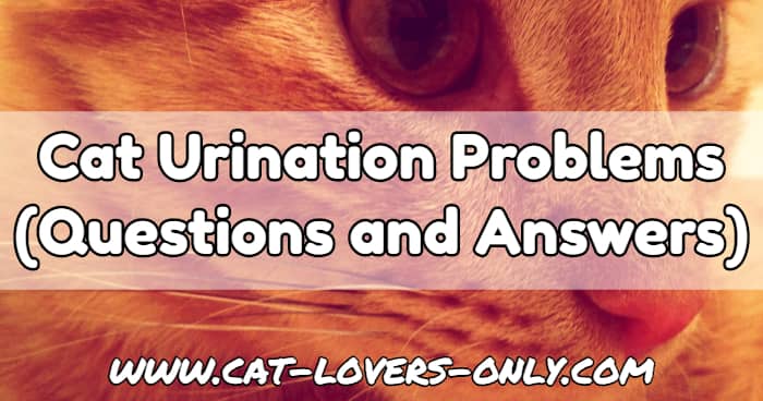 Jazzy the cat's face with text overlay Cat Urination Problems (Questions and Answers)