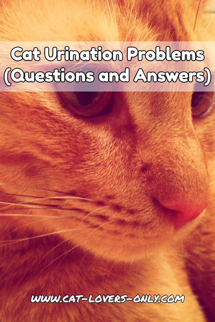 Jazzy the cat's face with text overlay Cat Urination Problems (Questions and Answers)