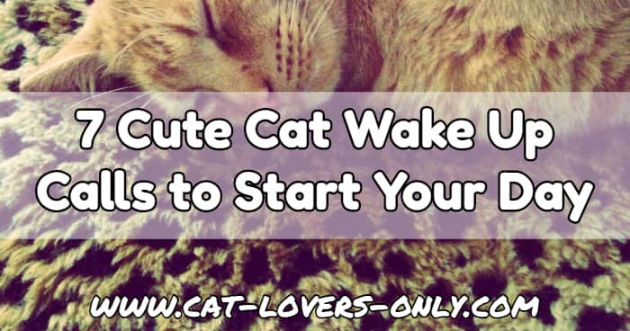 Jazzy the cat with text overlay 7 Cute Cat Wake Up Calls to Start Your Day